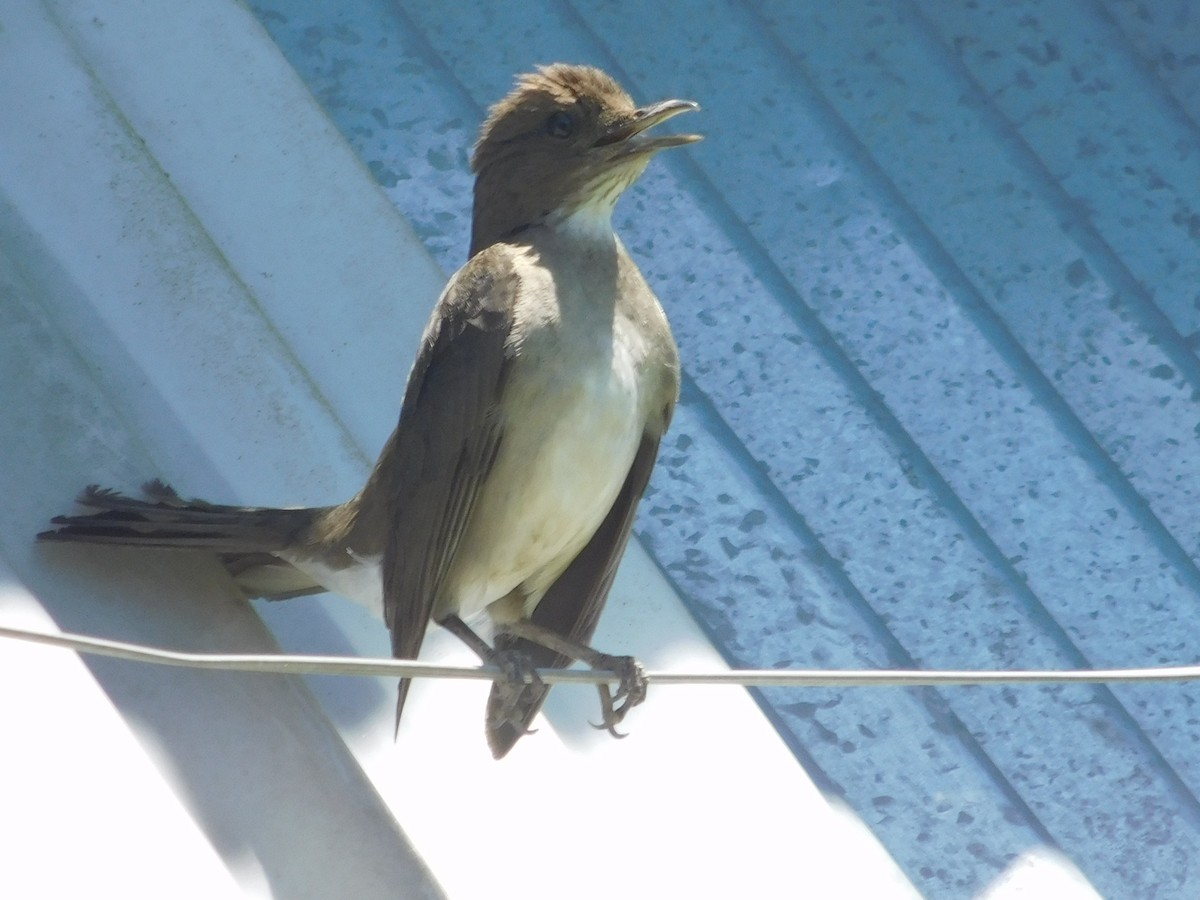 Black-billed Thrush - ML645245742