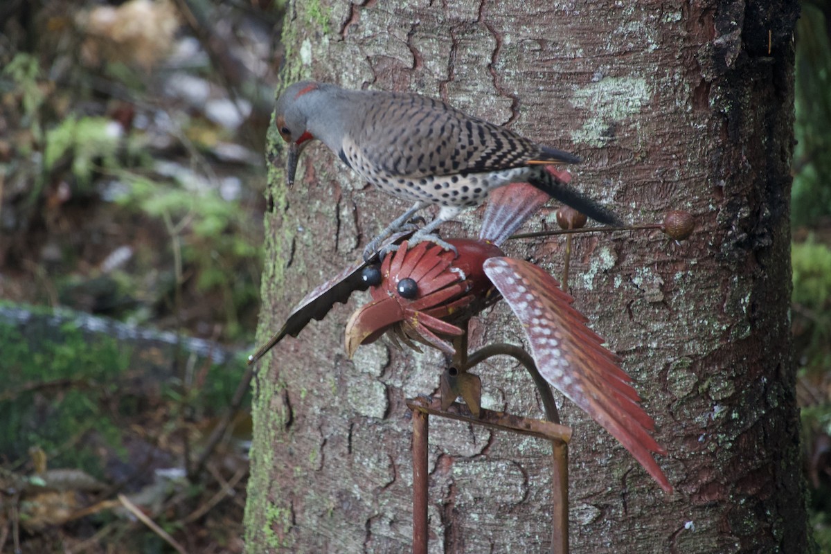 Northern Flicker - ML645245746