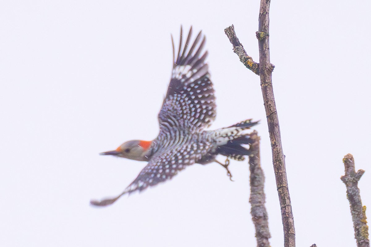 Red-bellied Woodpecker - ML645245749