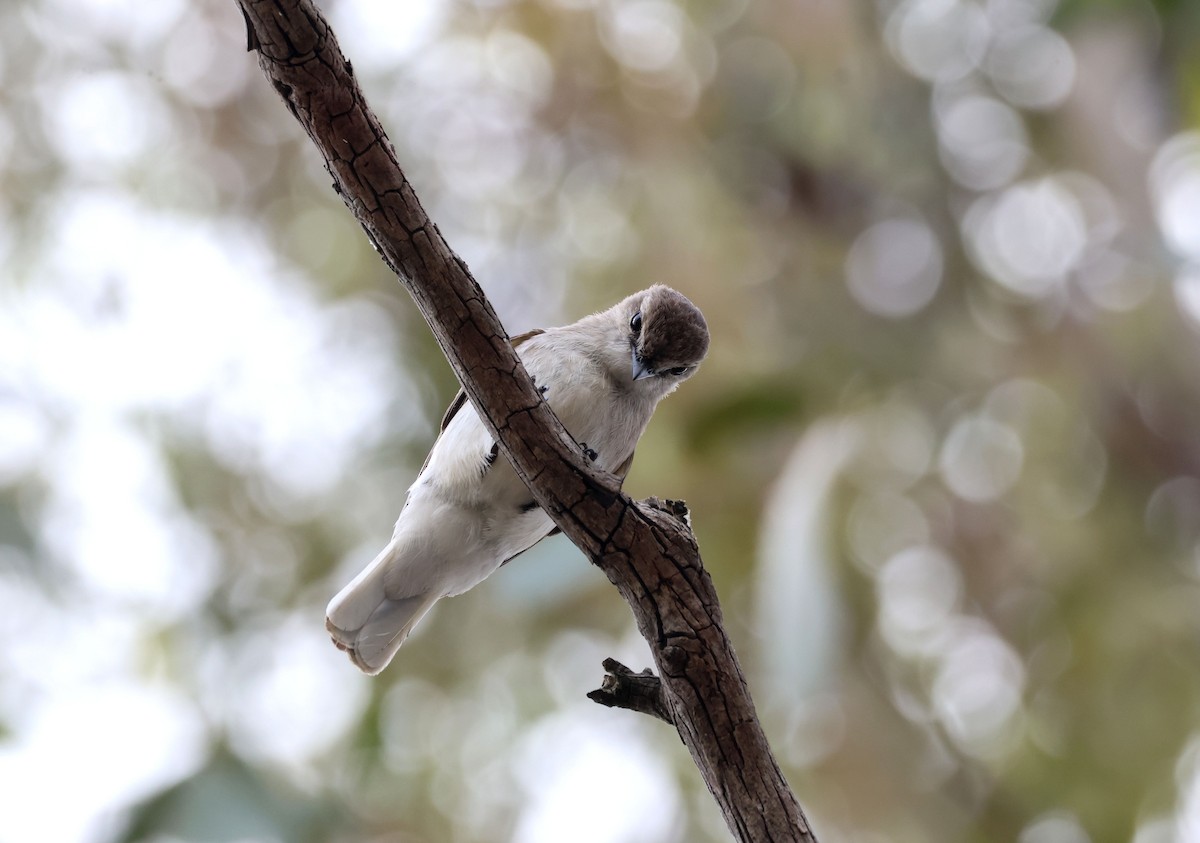 lejsčík šedohnědý - ML645245750