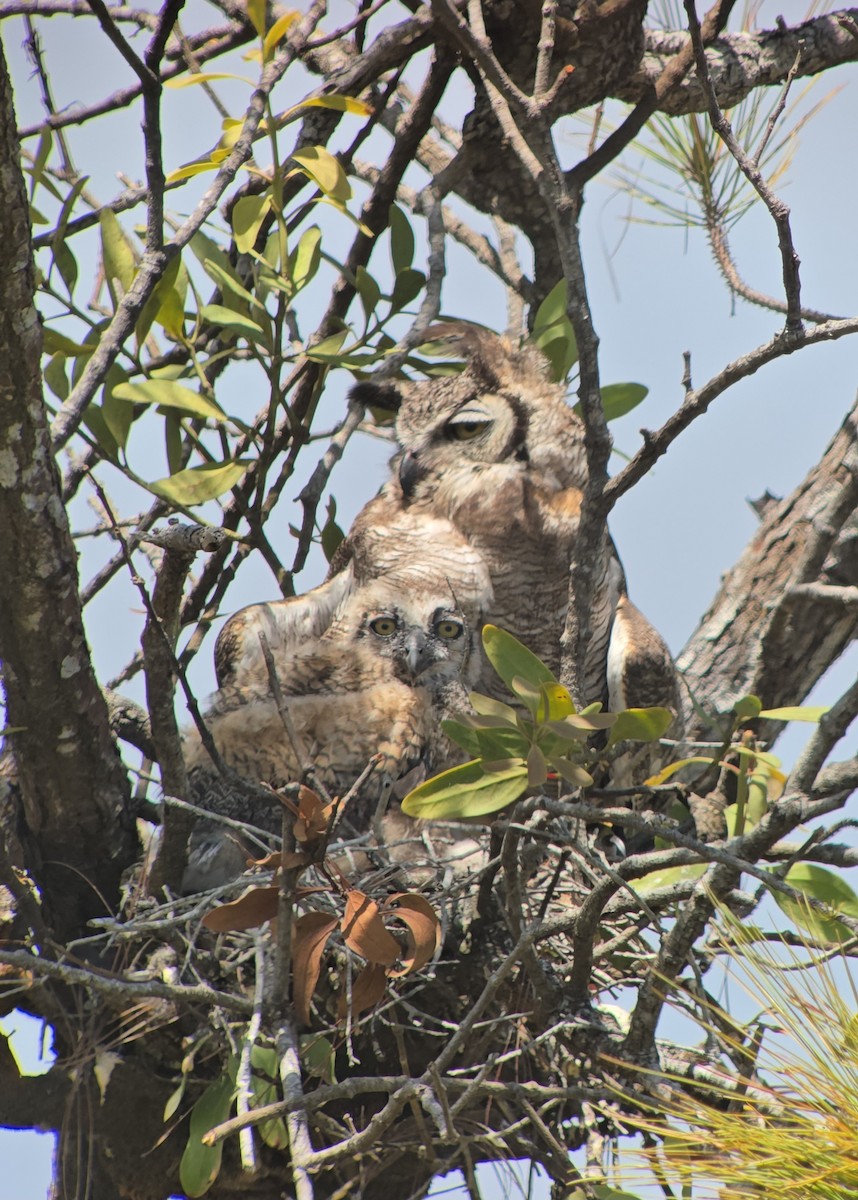 Great Horned Owl - ML645245751