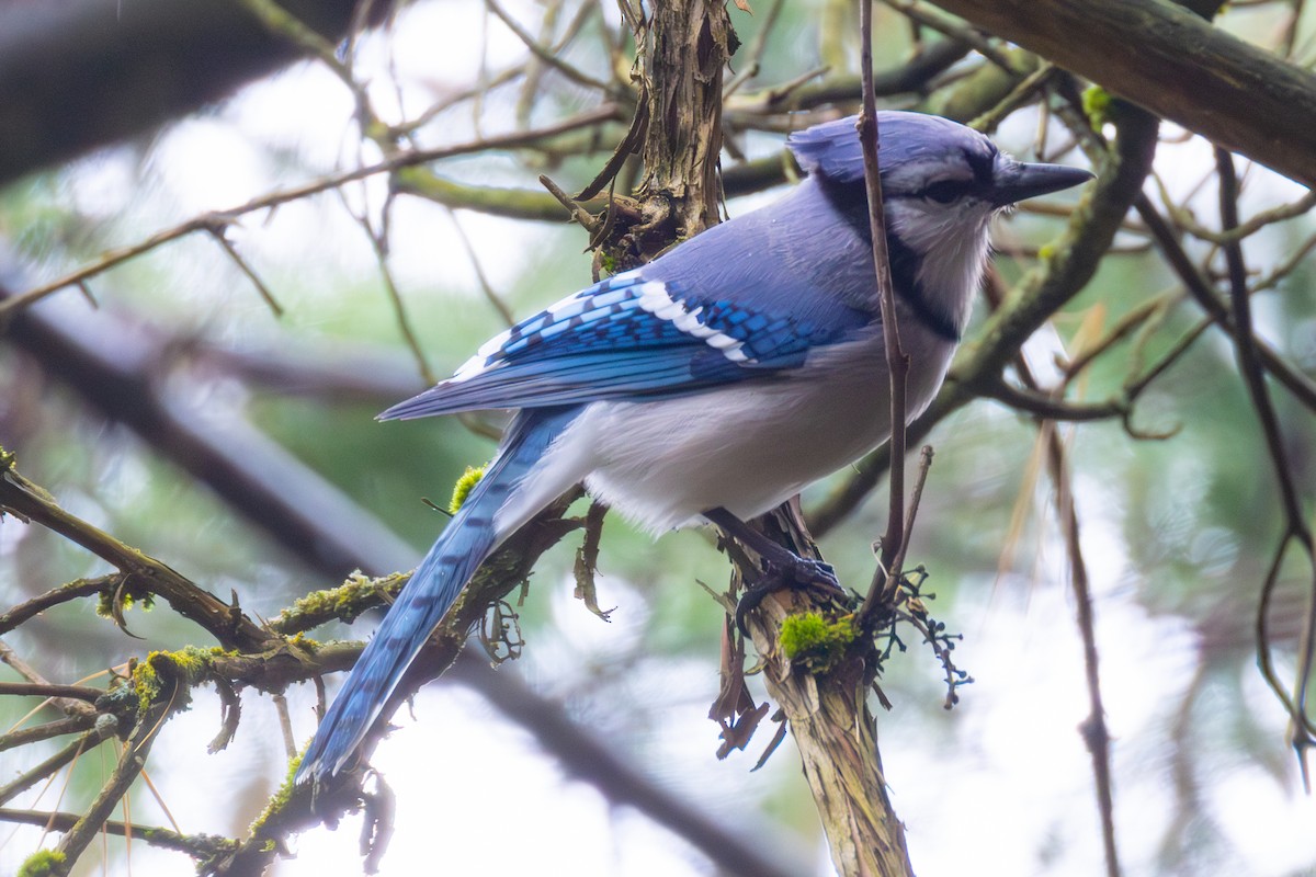 Blue Jay - ML645245752