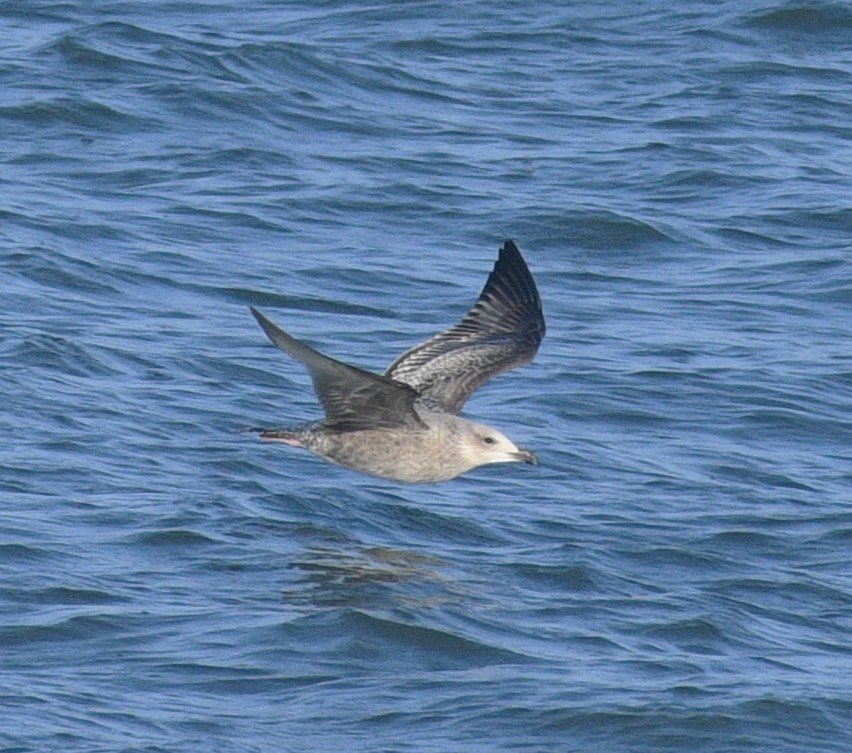 Great Black-backed Gull - ML645245758