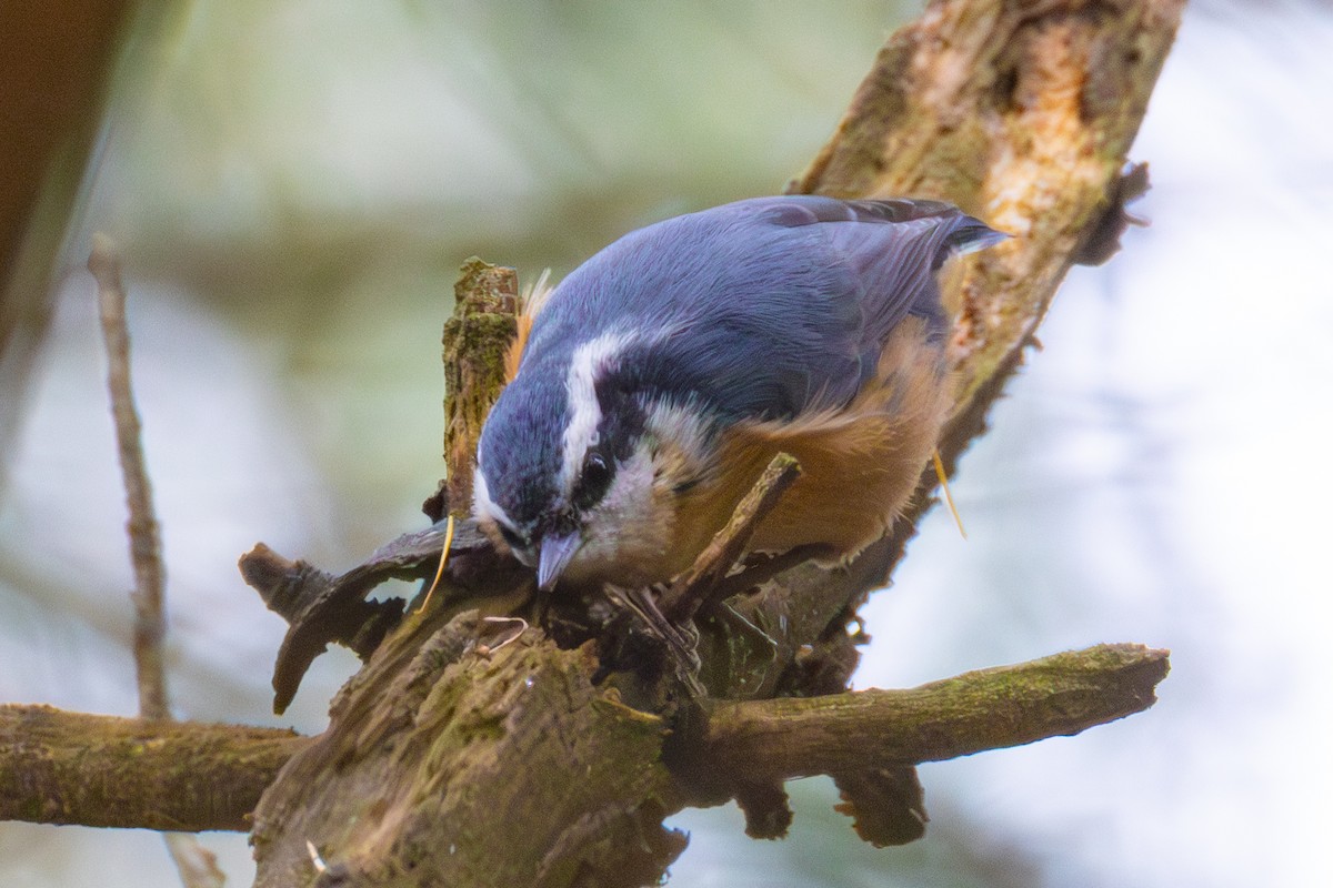 Red-breasted Nuthatch - ML645245759