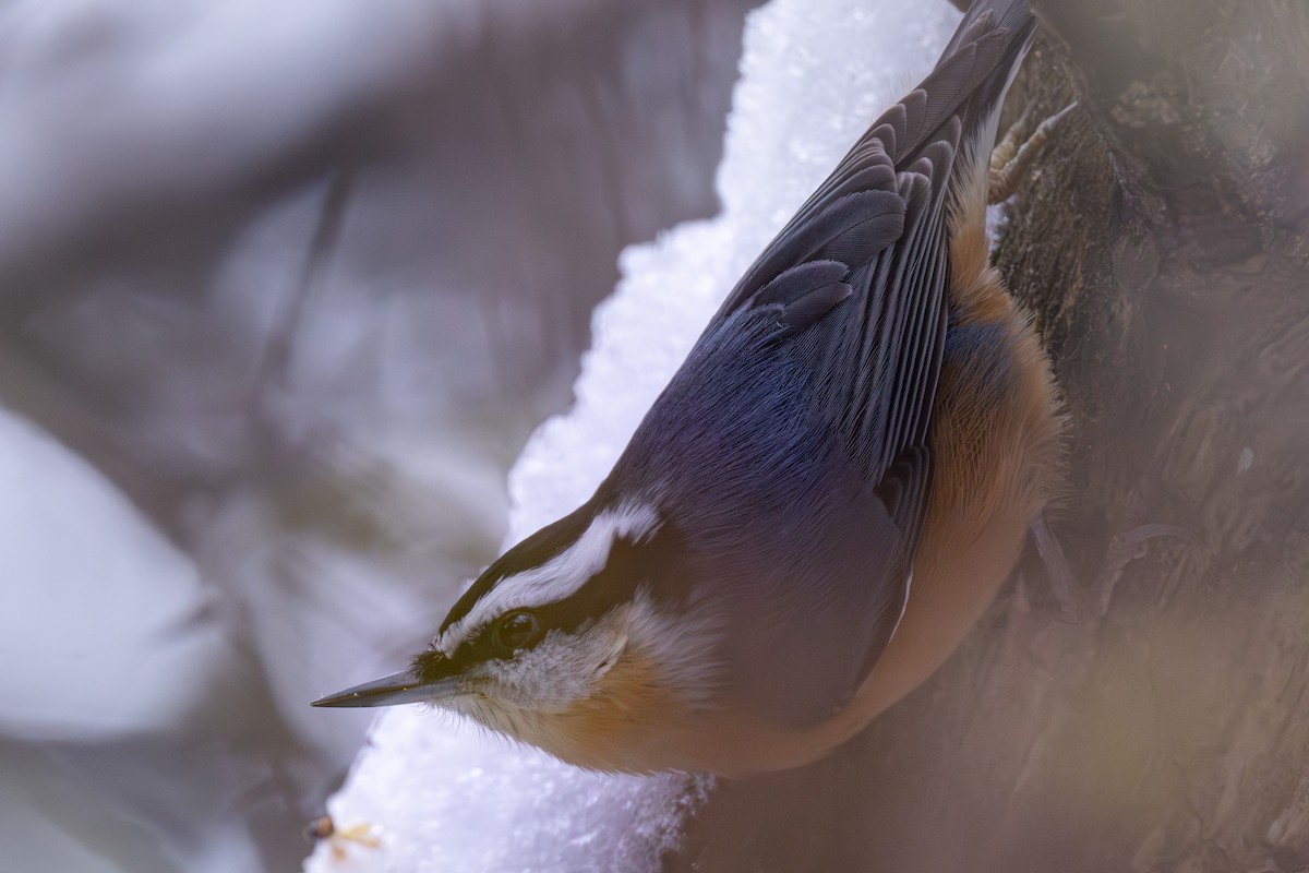 Red-breasted Nuthatch - ML645245760
