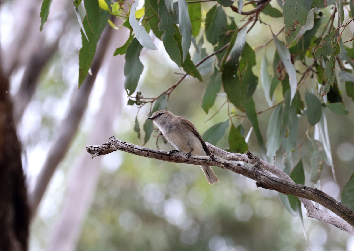 lejsčík šedohnědý - ML645245763