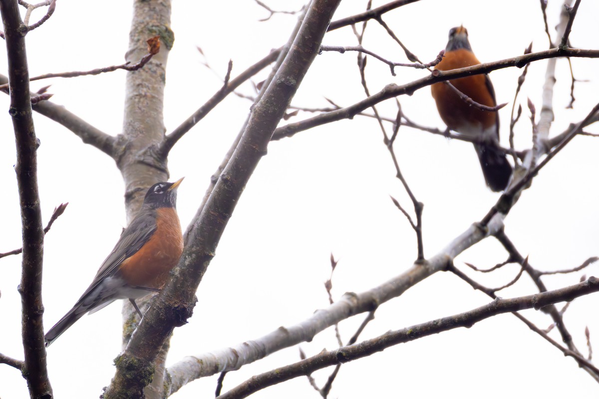 Странствующий дрозд - ML645245766