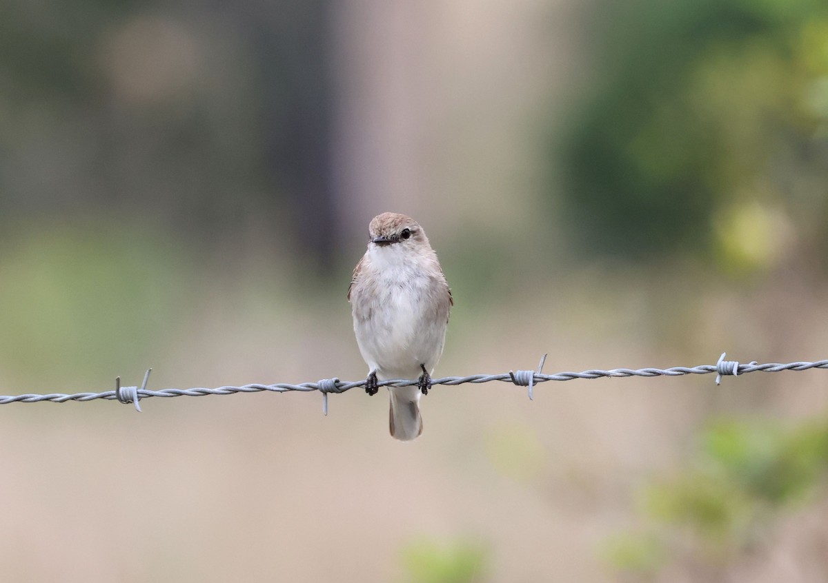lejsčík šedohnědý - ML645245768