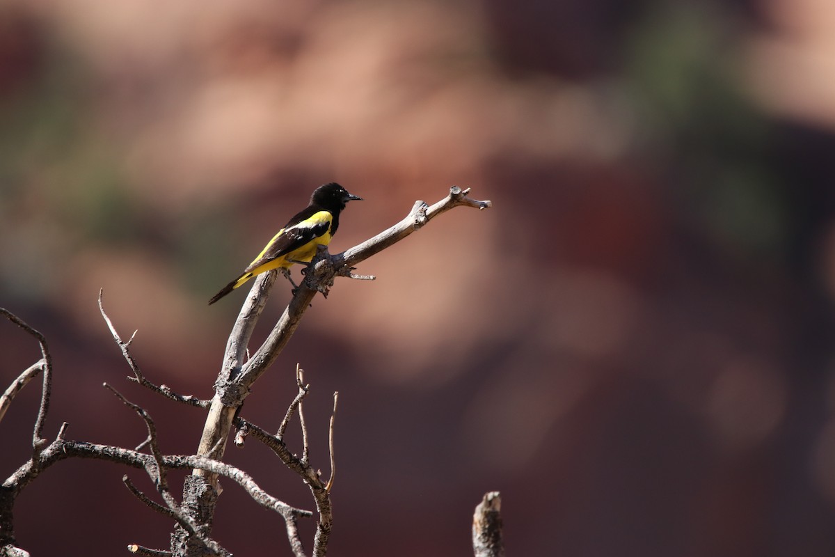 Scott's Oriole - ML645245773