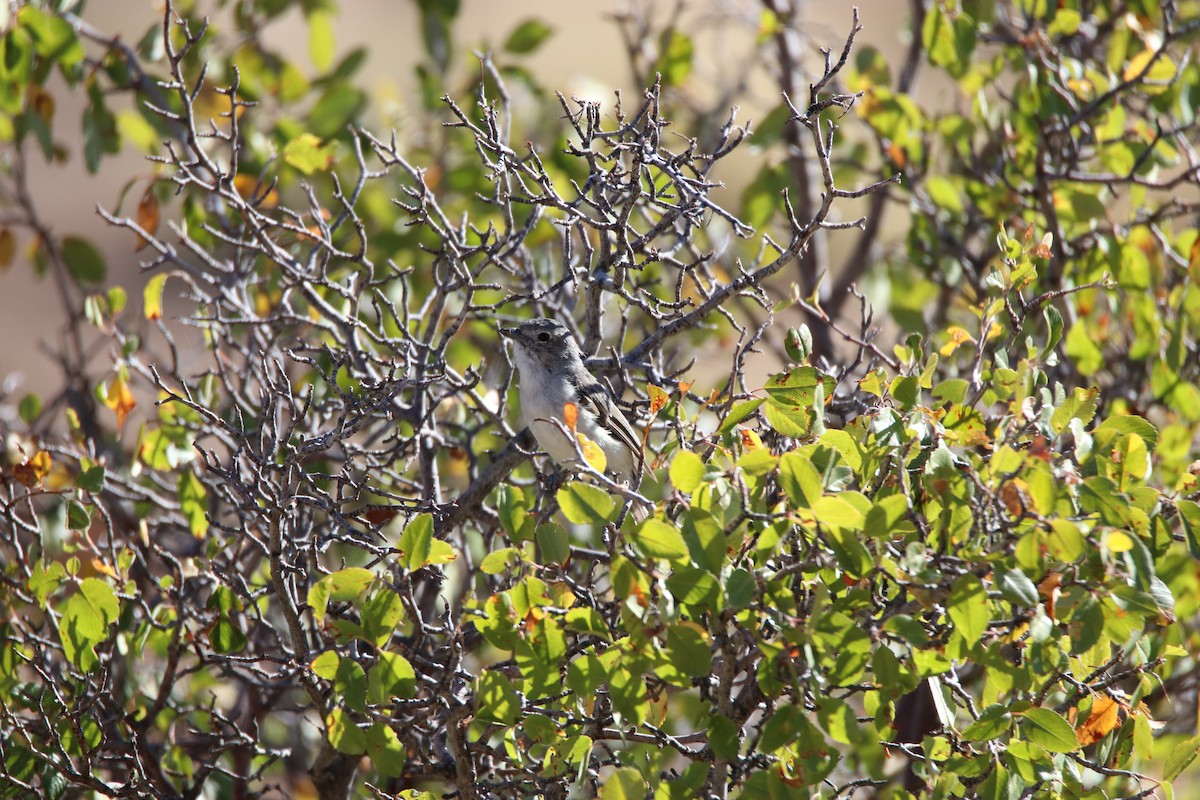 Gray Vireo - ML645245780