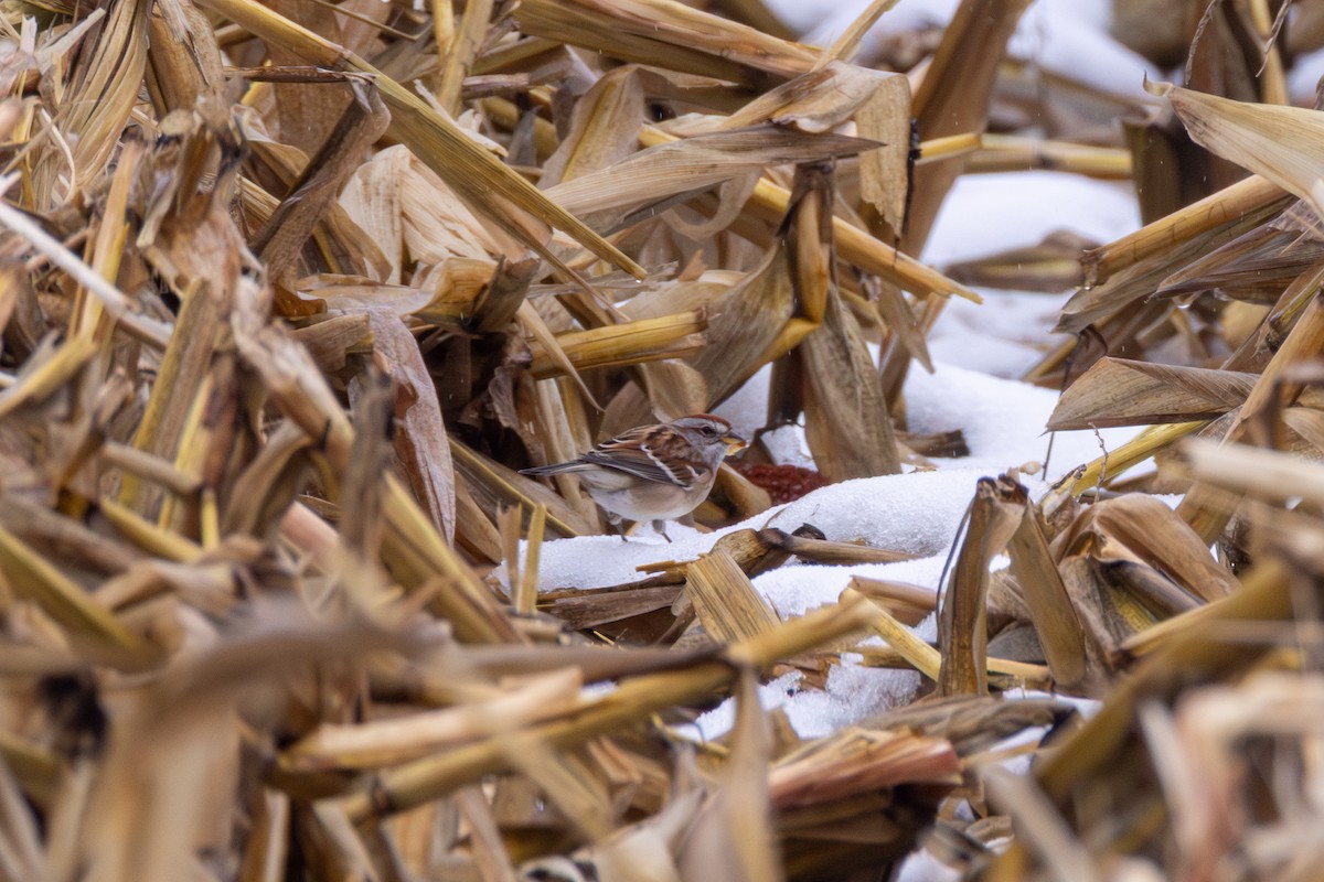 American Tree Sparrow - ML645245782