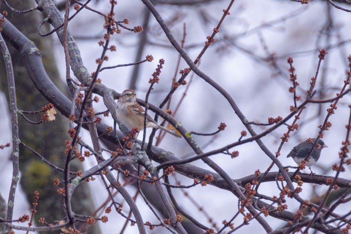 American Tree Sparrow - ML645245783