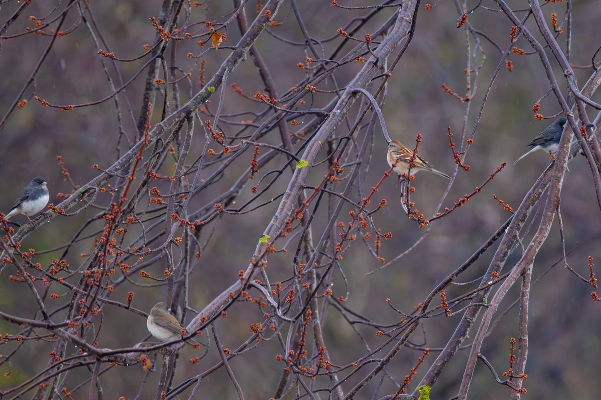 American Tree Sparrow - ML645245784