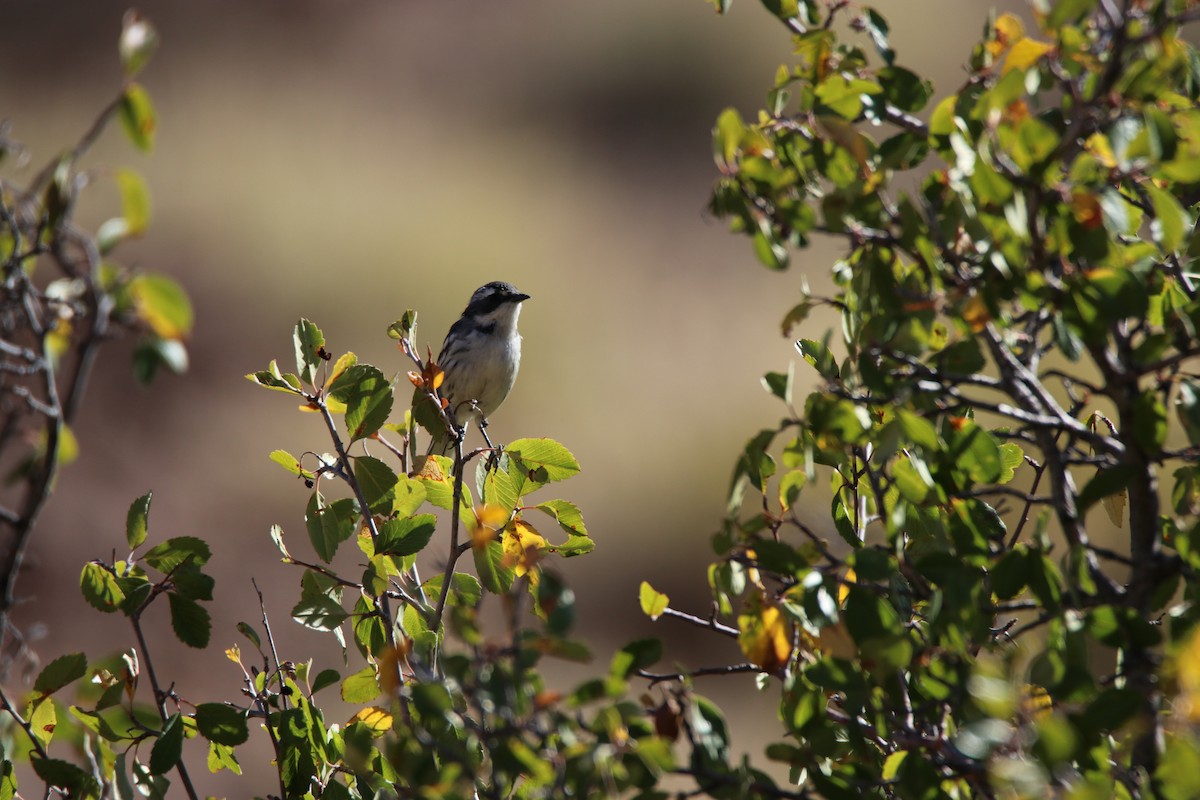 Black-throated Gray Warbler - ML645245786