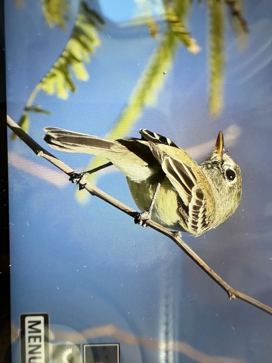 Least Flycatcher - ML645245792