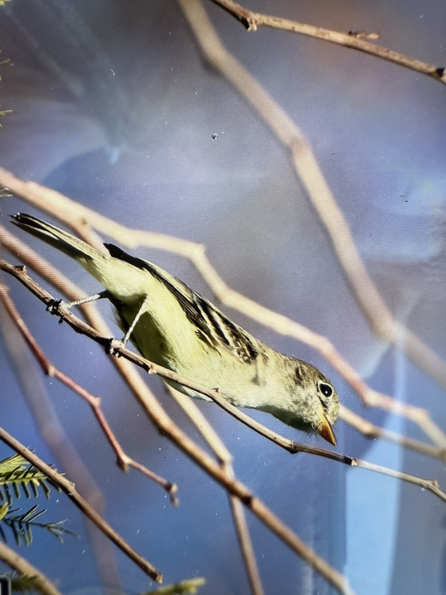 Least Flycatcher - ML645245793