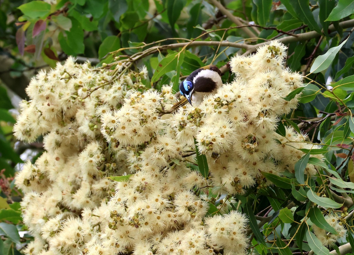 Blue-faced Honeyeater - ML645245796
