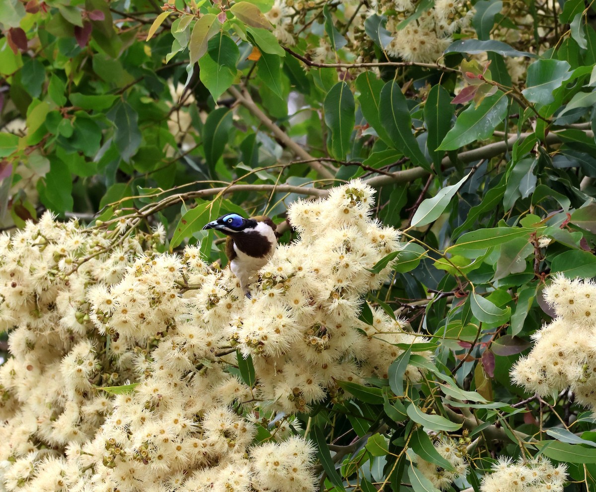 Blue-faced Honeyeater - ML645245798