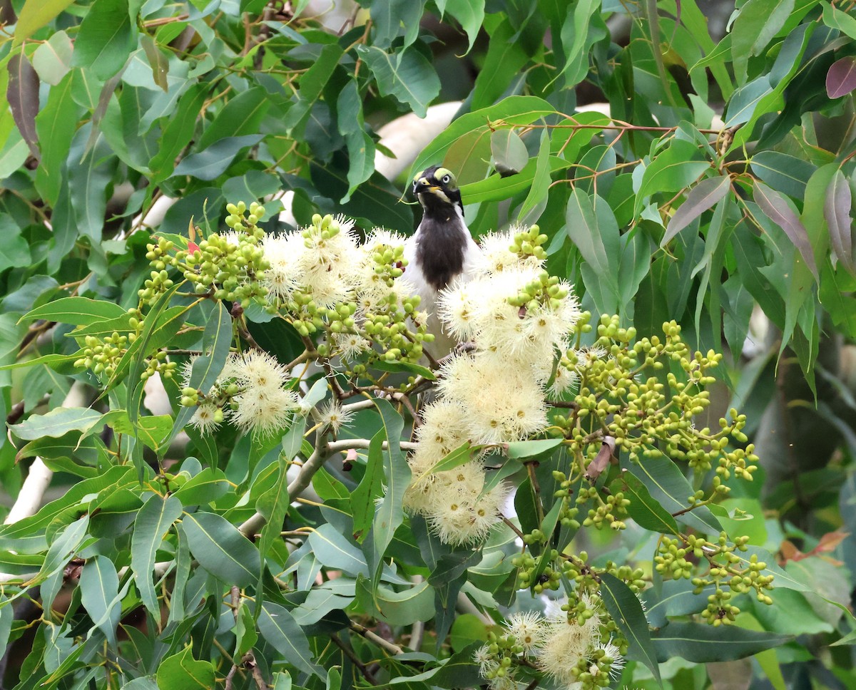 Blue-faced Honeyeater - ML645245803