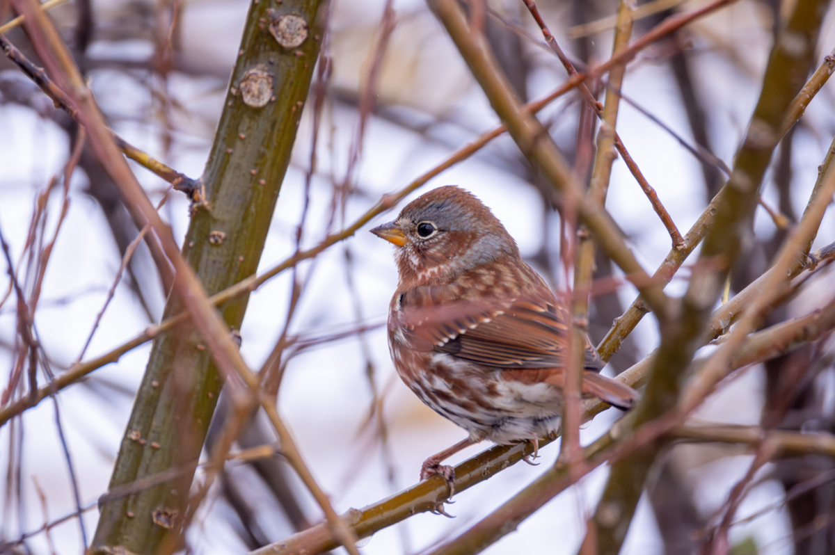 Fox Sparrow - ML645245814