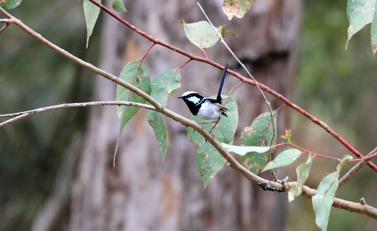 Superb Fairywren - ML645245819