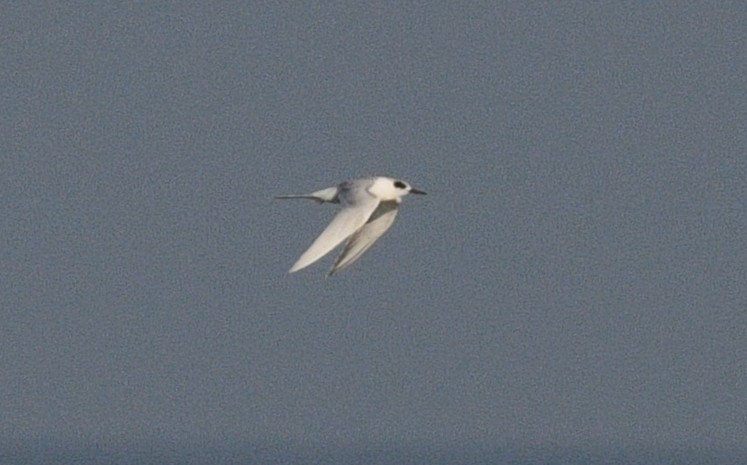 Forster's Tern - ML645245827