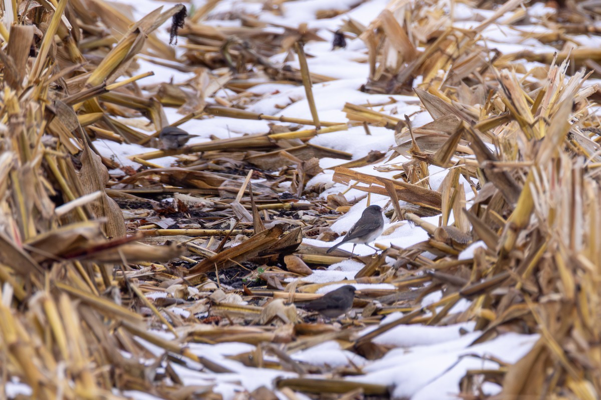 Dark-eyed Junco - ML645245830