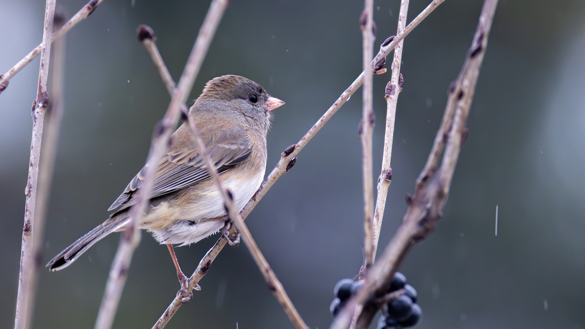 Dark-eyed Junco - ML645245831