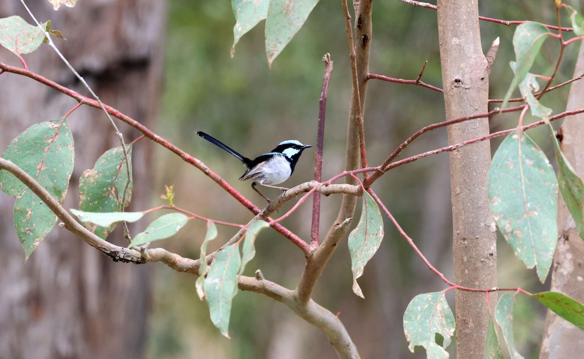 Superb Fairywren - ML645245837