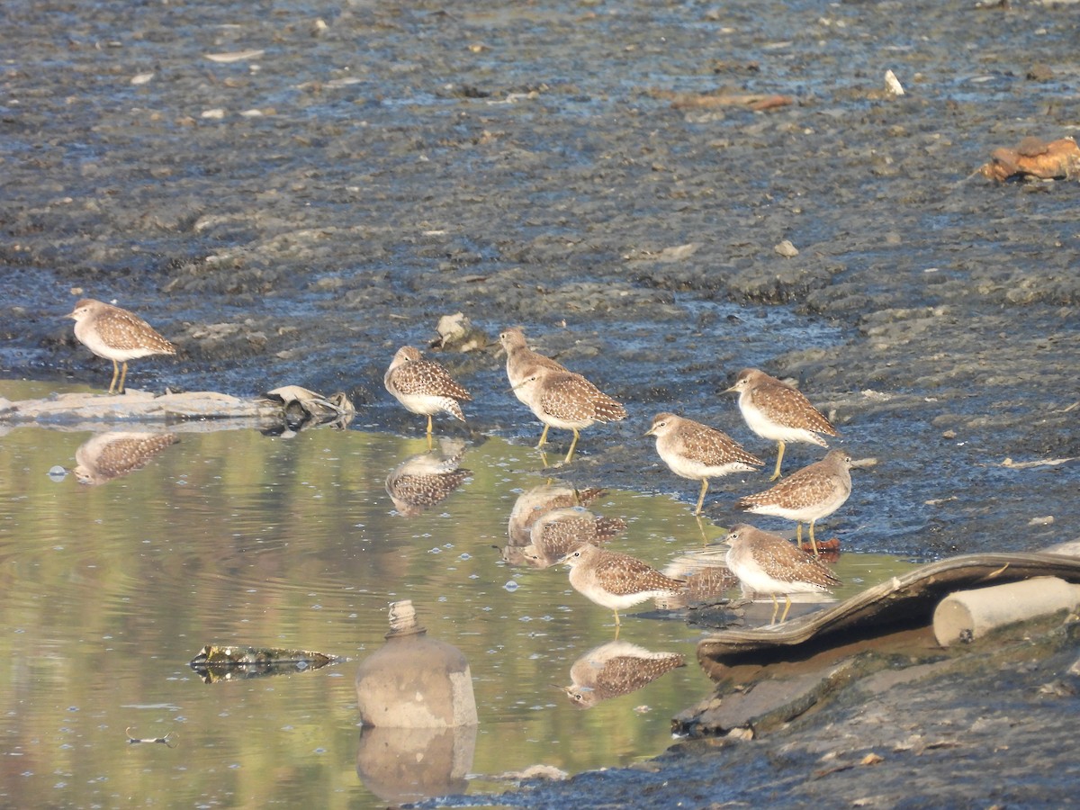 タカブシギ - ML645245846