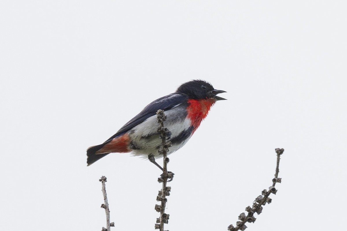 Mistletoebird - ML645245863