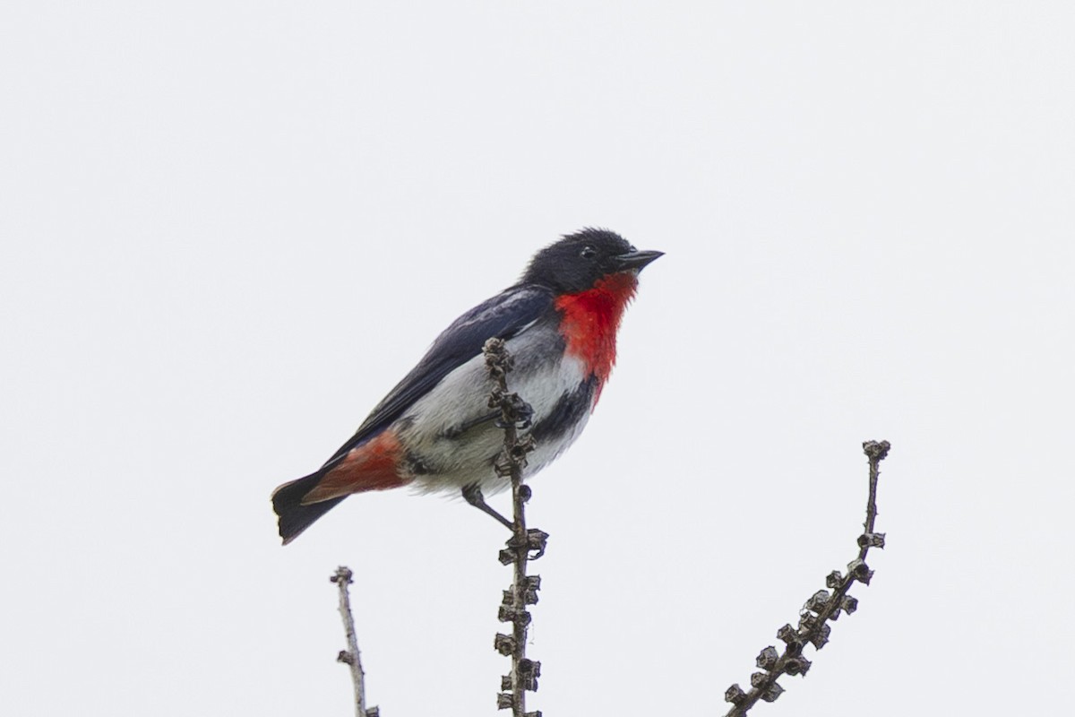 Mistletoebird - ML645245864