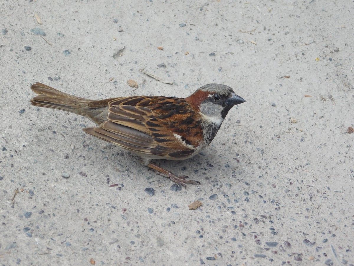 House Sparrow - ML645245869