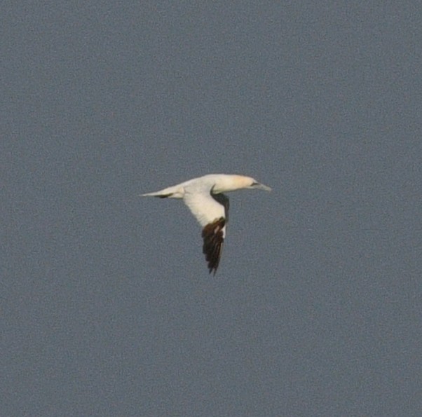 Northern Gannet - ML645245877