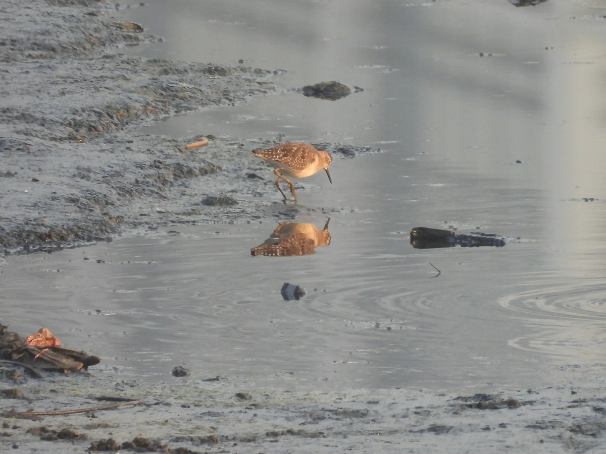 タカブシギ - ML645245878