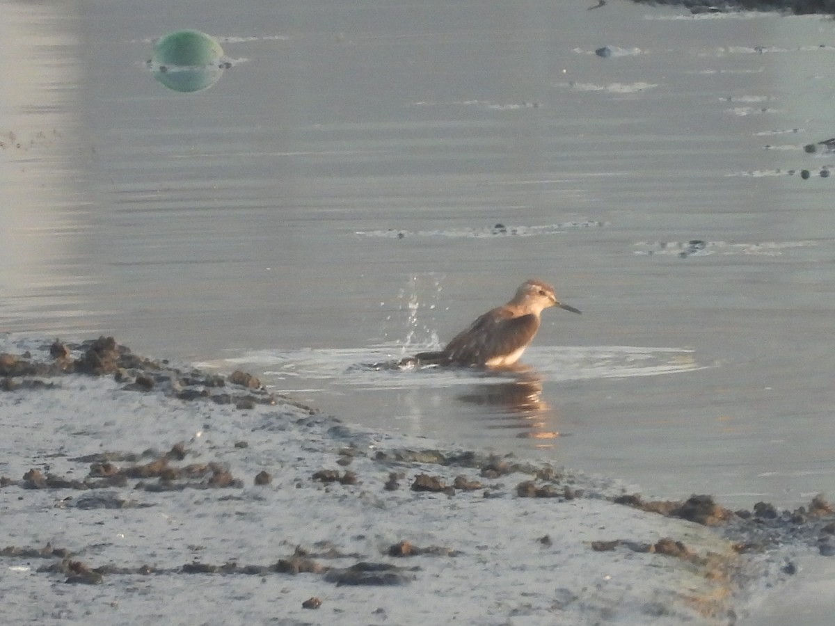 タカブシギ - ML645245885