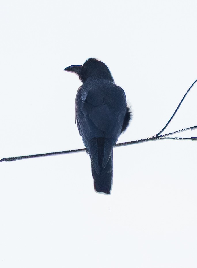 Large-billed Crow - ML645245912