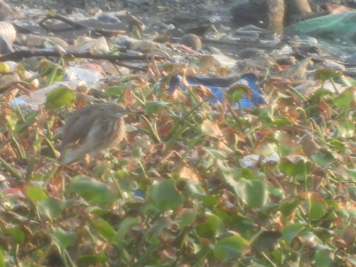 Indian Pond-Heron - ML645245949