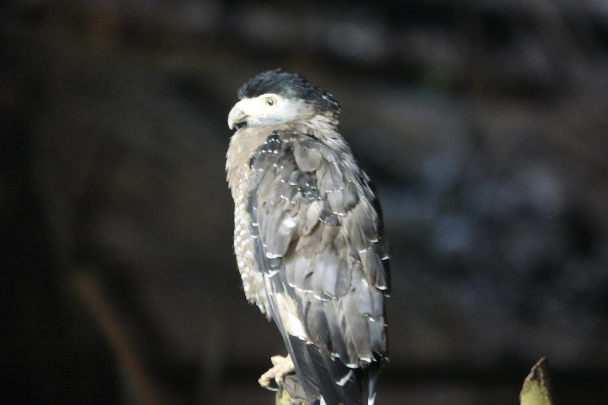 Crested Serpent-Eagle - ML645245951