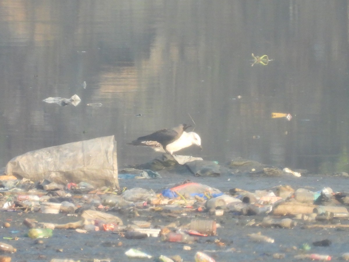 Slender-billed Gull - ML645245953