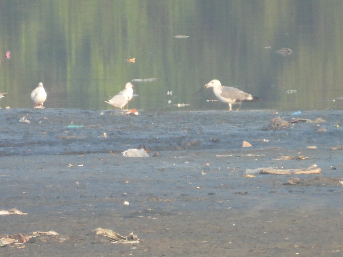 Slender-billed Gull - ML645245954