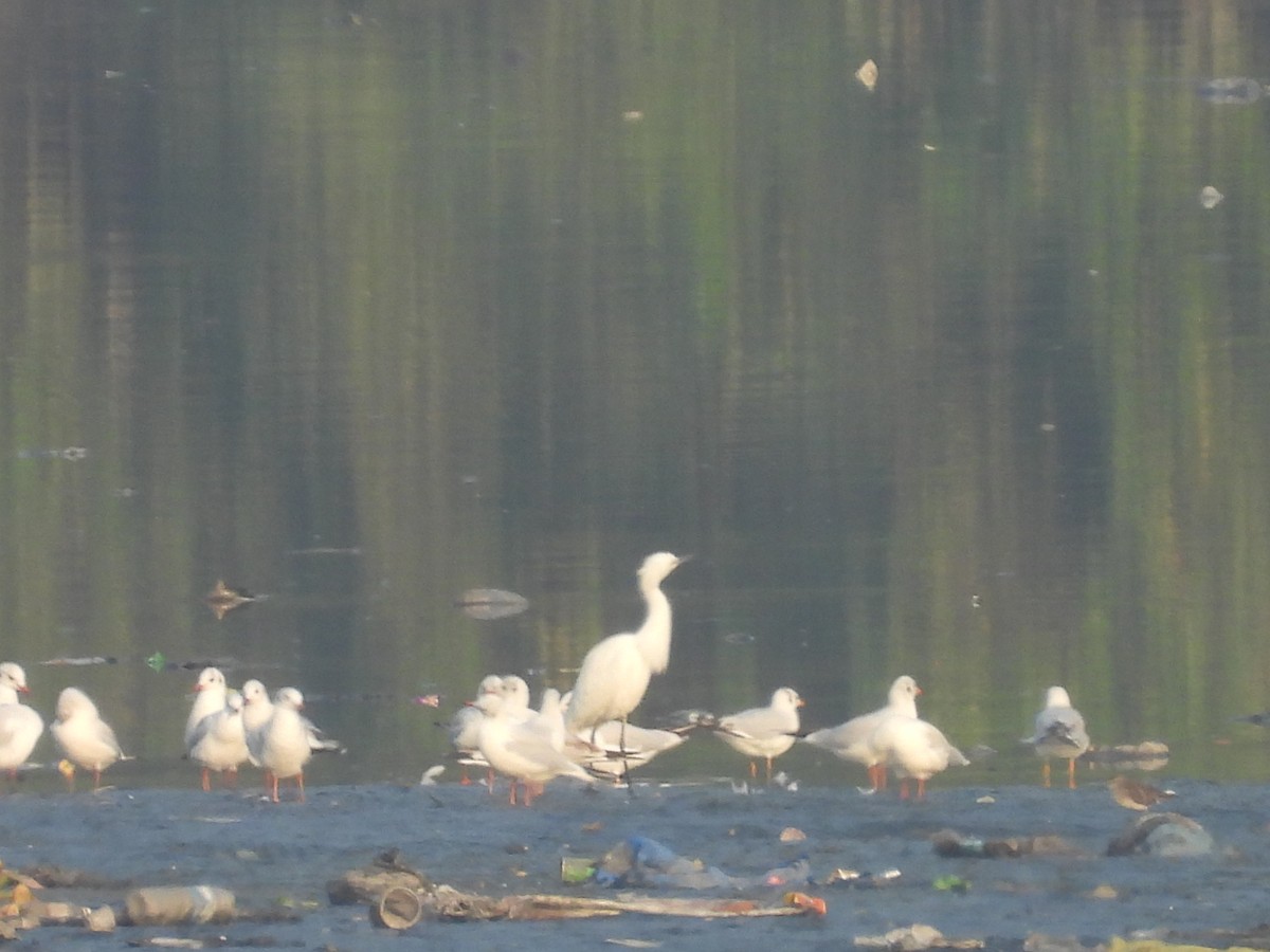 Little Egret - ML645245962
