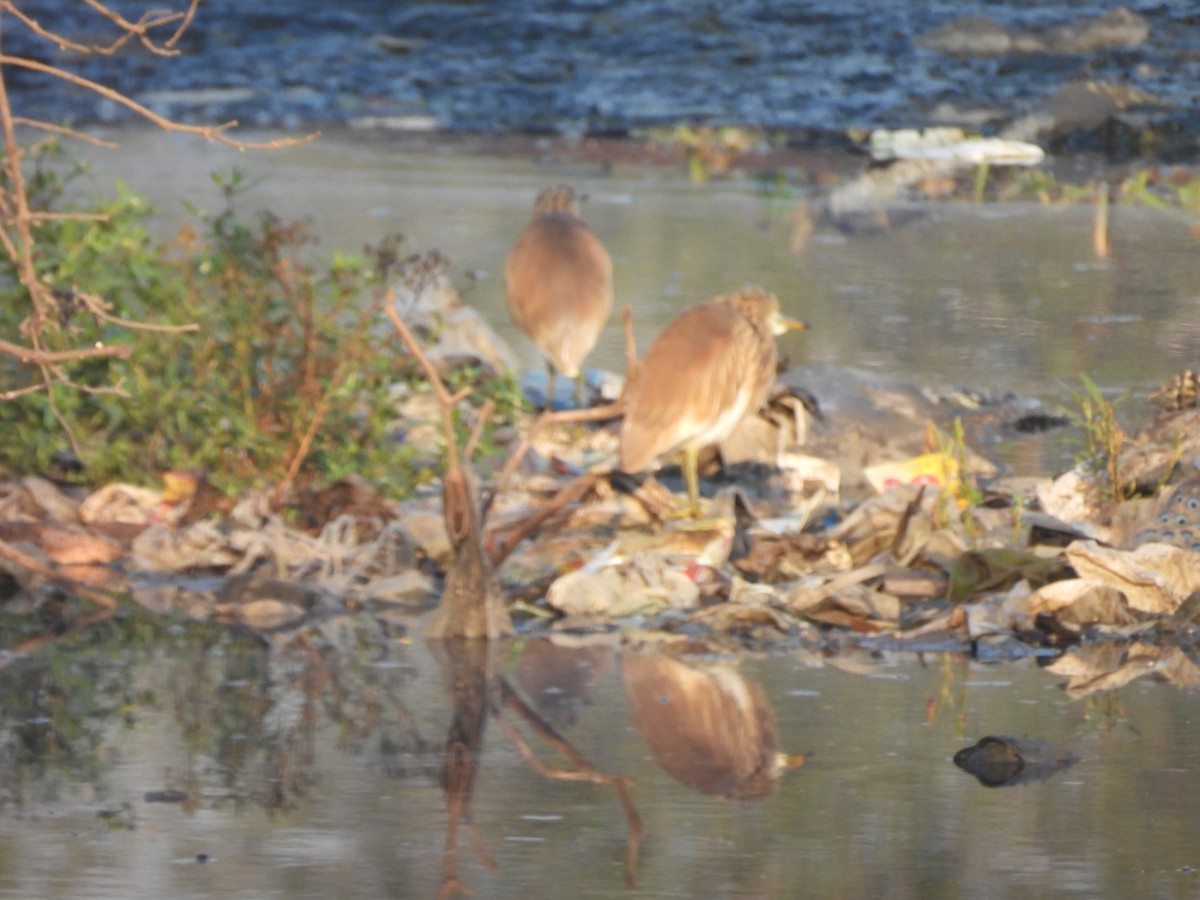Indian Pond-Heron - ML645245963