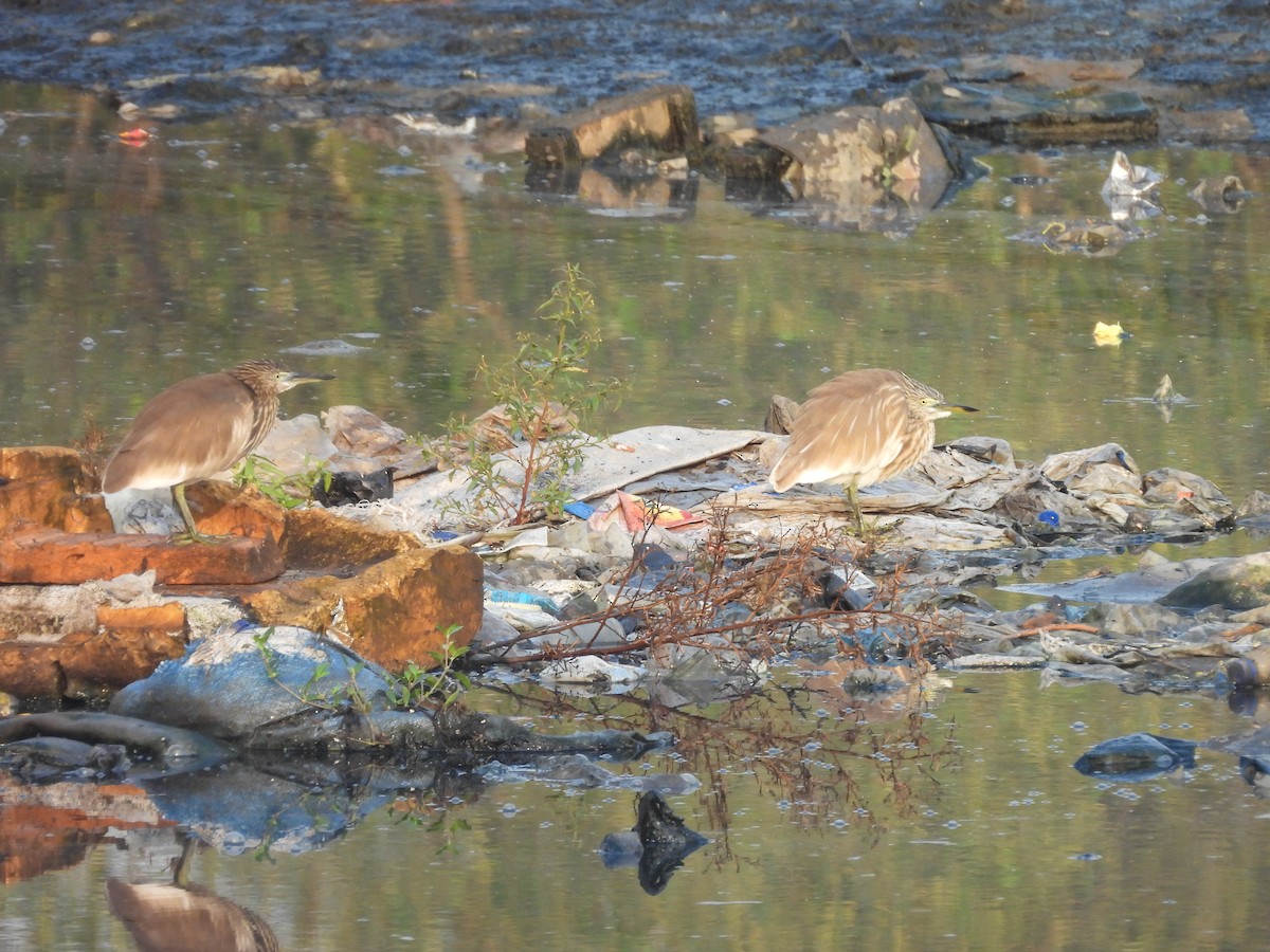 Indian Pond-Heron - ML645245966