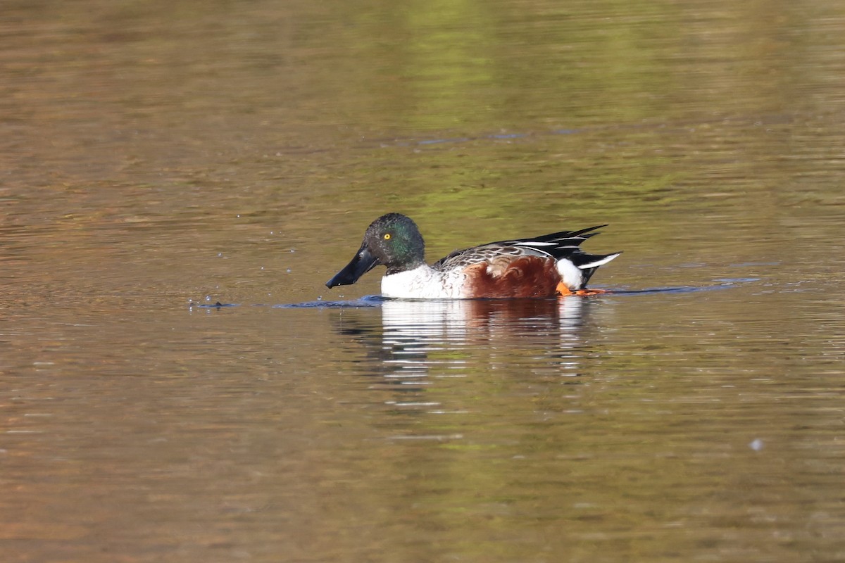 skjeand - ML645245985