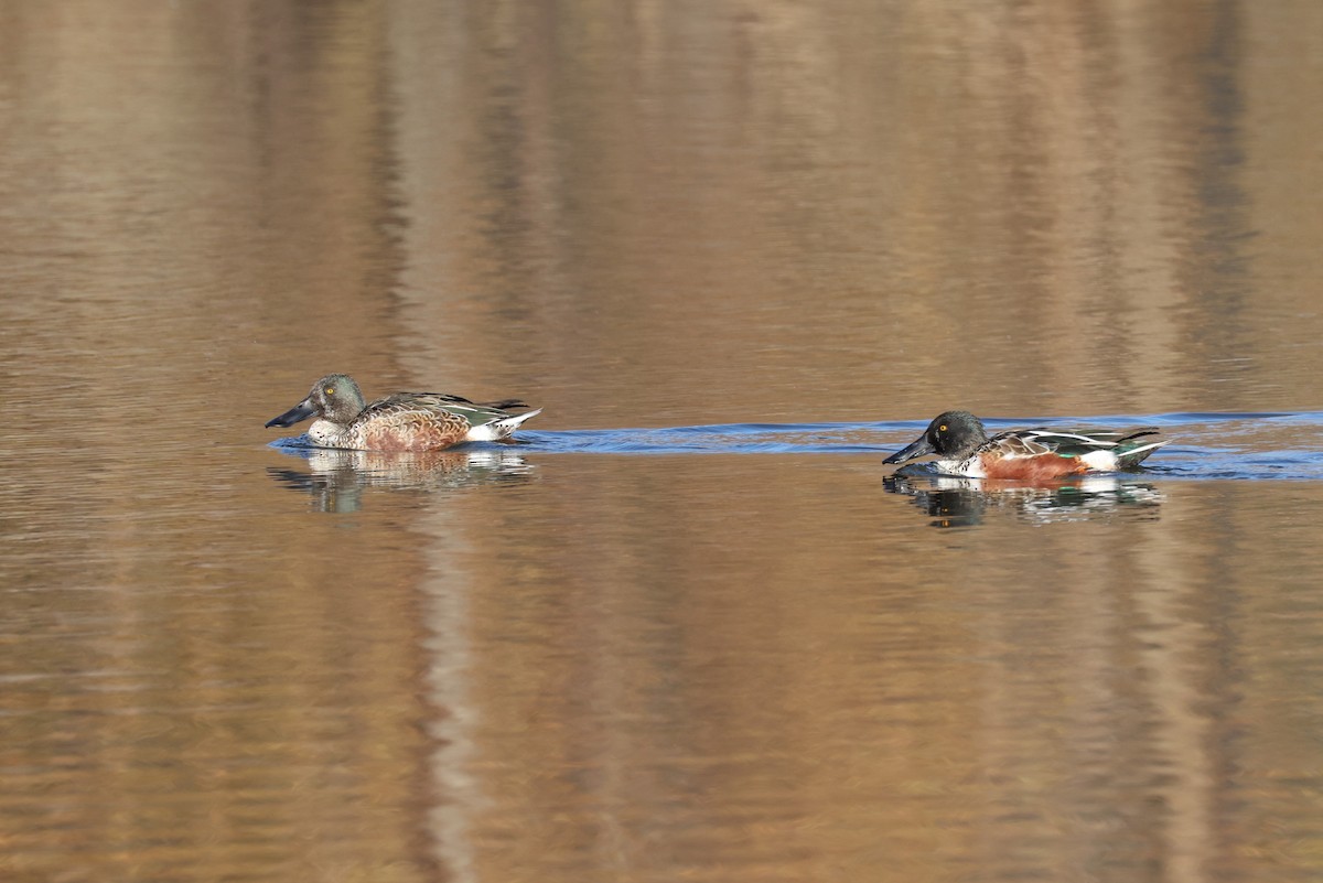 skjeand - ML645245986