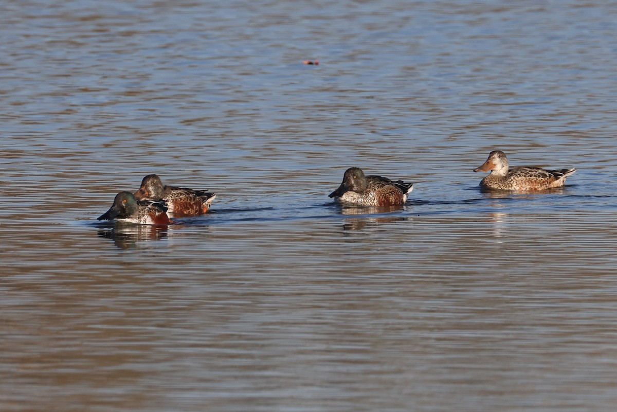 skjeand - ML645245987