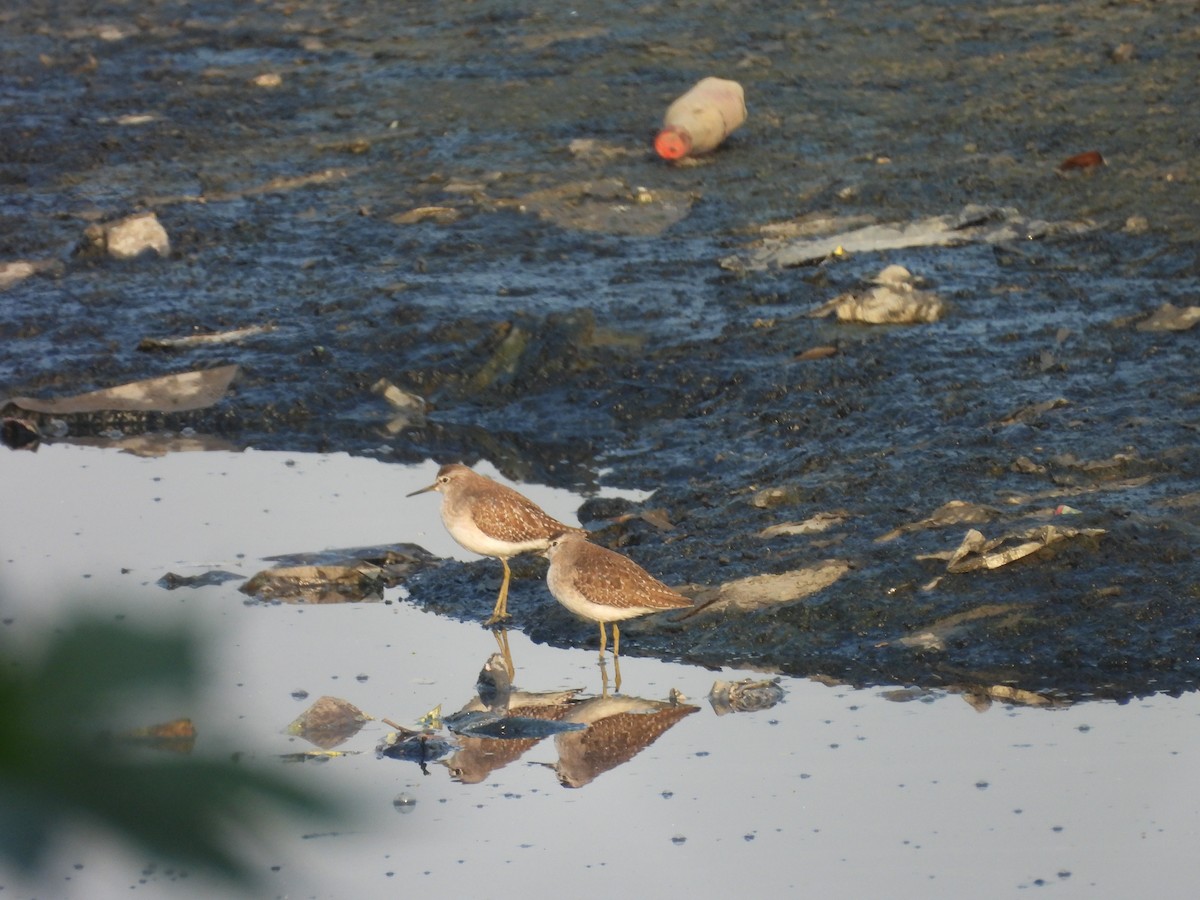 タカブシギ - ML645245989