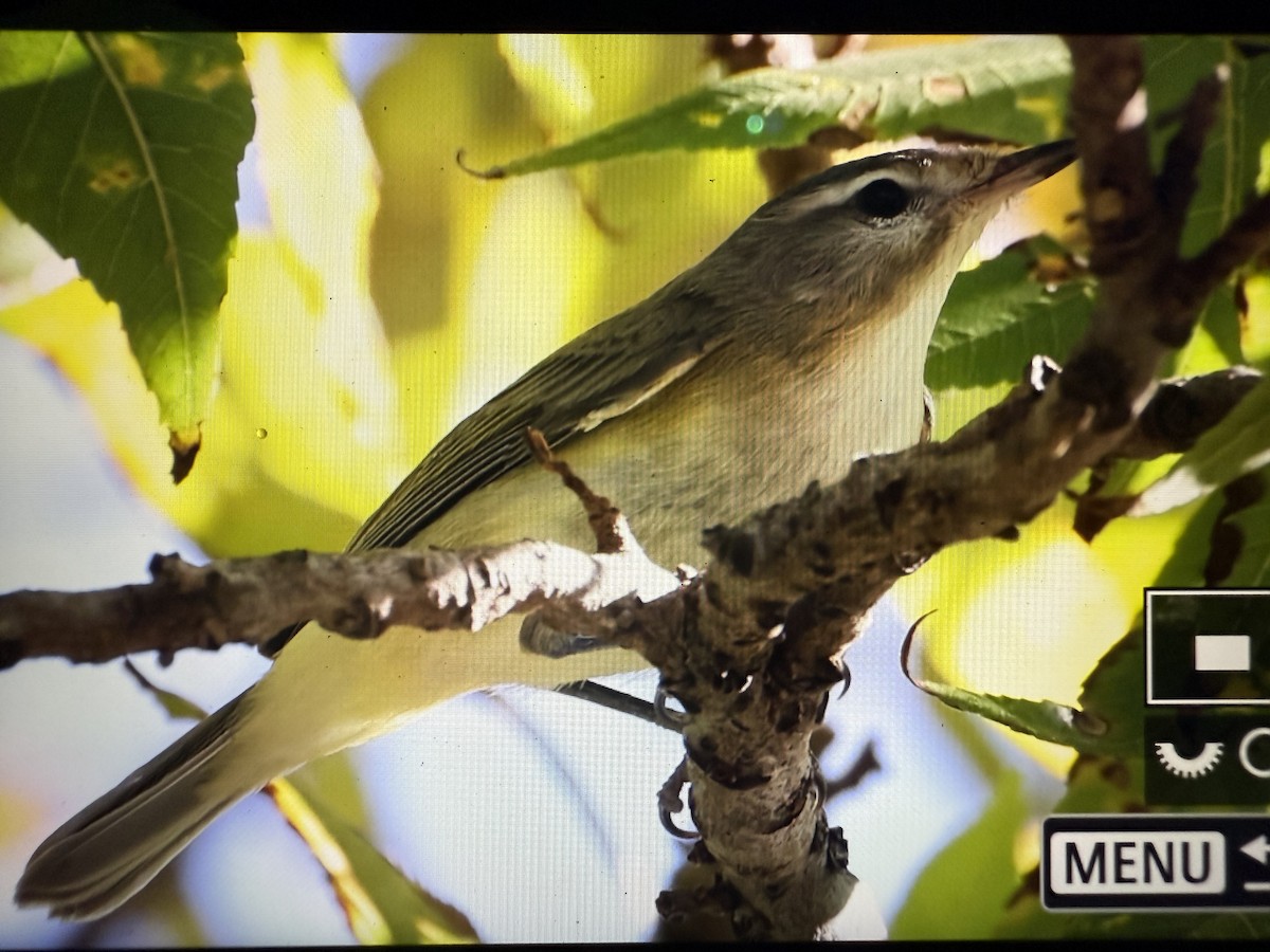 Eastern/Western Warbling Vireo - ML645245992