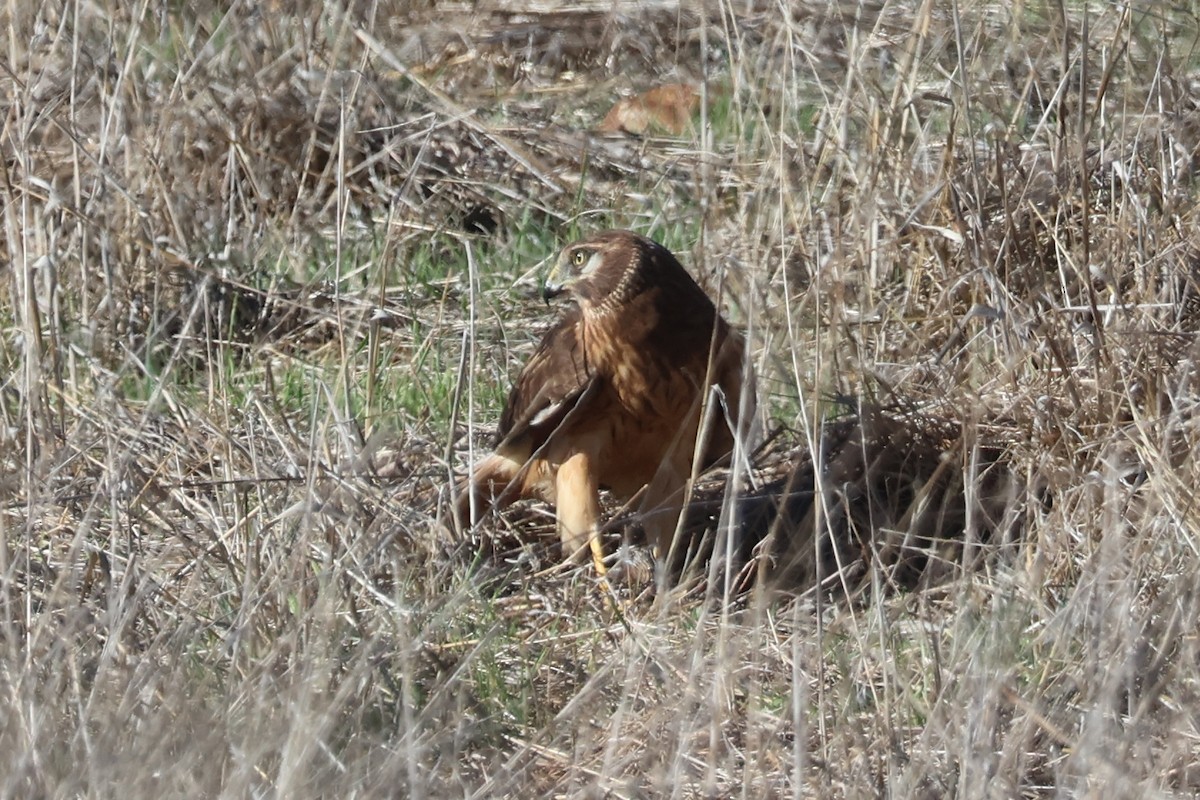 Northern Harrier - ML645246007
